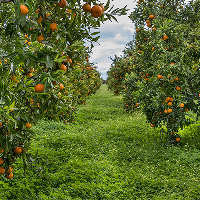 orange grove in horizon west fl